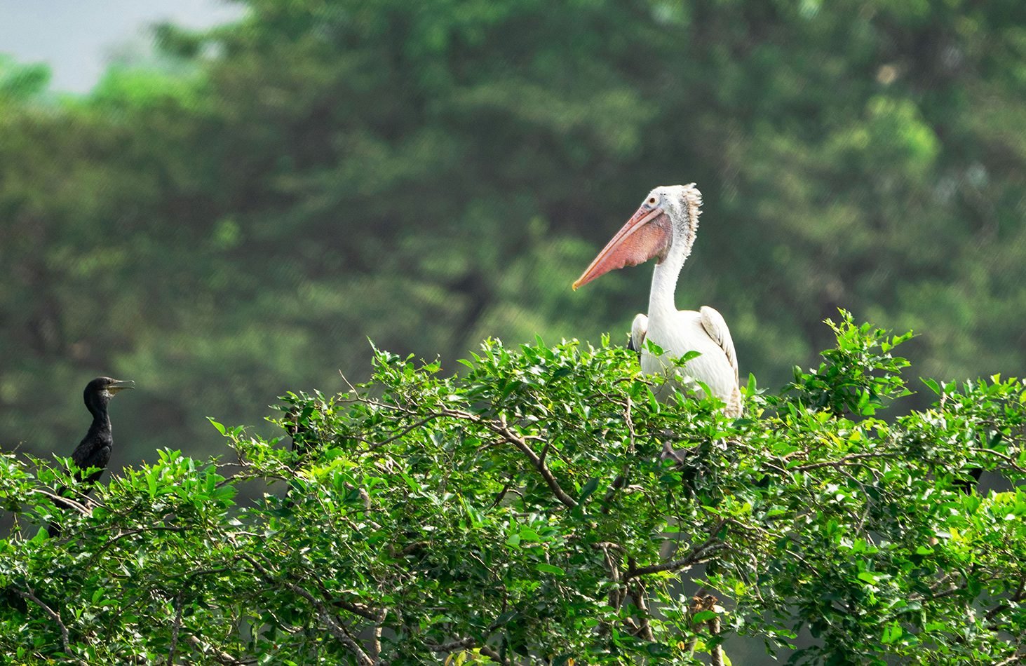 Bundala National Park (2)
