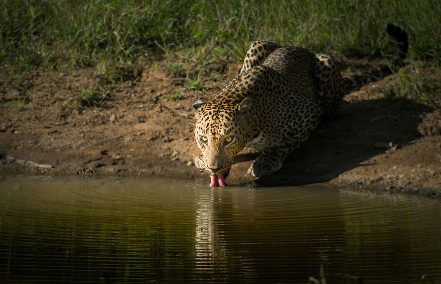 Wilpattu National Park (4)
